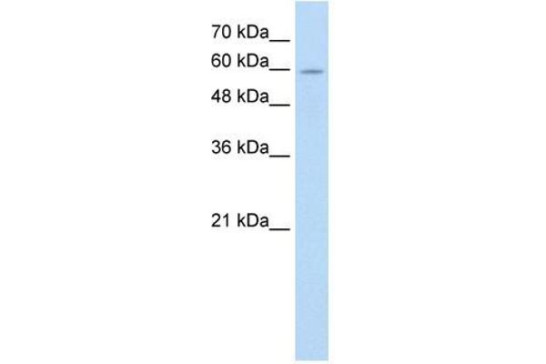 ANAPC7 anticorps  (C-Term)