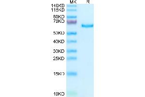 Human SEMA3A on Tris-Bis PAGE under reduced condition. (SEMA3A Protein (His tag))