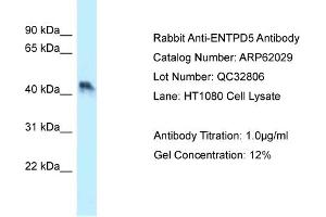Western Blotting (WB) image for anti-Ectonucleoside Triphosphate diphosphohydrolase 5 (ENTPD5) (N-Term) antibody (ABIN970632) (ENTPD5 anticorps  (N-Term))