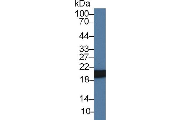 HSPB6 anticorps  (AA 1-162)