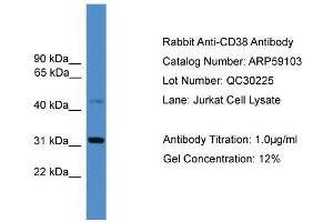 WB Suggested Anti-CD38  Antibody Titration: 0. (CD38 anticorps  (C-Term))