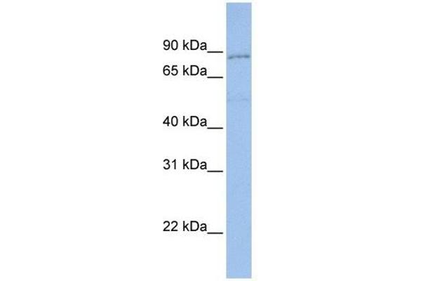 Protocadherin gamma Subfamily A, 4 (PCDHGA4) (N-Term) anticorps