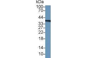 Western blot analysis of Human U2OS cell lysate, using Human TYMS Antibody (1 µg/ml) and HRP-conjugated Goat Anti-Rabbit antibody ( (TYMS anticorps  (AA 36-313))