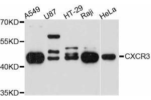 Western blot analysis of extracts of various cell lines, using CXCR3 antibody (ABIN4903412) at 1:3000 dilution. (CXCR3 anticorps)