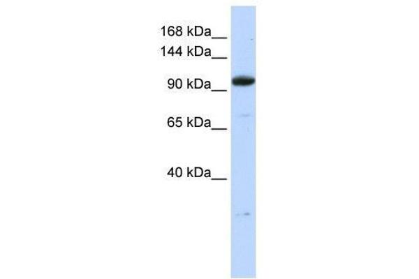 ZFP112 anticorps  (N-Term)