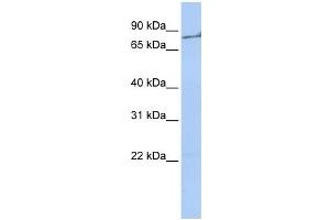 Western Blotting (WB) image for anti-Coagulation Factor II (thrombin) (F2) antibody (ABIN2458606) (Prothrombin anticorps)