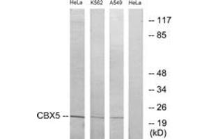 Western Blotting (WB) image for anti-Chromobox Homolog 5 (CBX5) (AA 41-90) antibody (ABIN2889482) (CBX5 anticorps  (AA 41-90))
