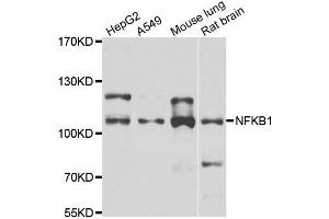 Western blot analysis of extracts of various cell lines, using NFKB1 antibody. (NFKB1 anticorps)