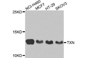Western blot analysis of extracts of various cells, using TXN antibody. (TXN anticorps)