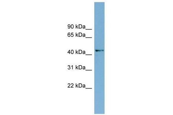 AMDHD1 anticorps  (N-Term)