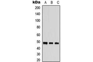 Western blot analysis of MST3 expression in HepG2 (A), PC3 (B), mouse brain (C) whole cell lysates. (STK24 anticorps  (C-Term))