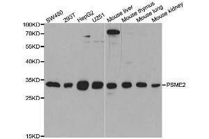 Western blot analysis of extracts of various cell lines, using PSME2 antibody. (PSME2 anticorps  (AA 1-239))