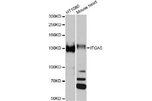 Western blot analysis of extracts of various cell lines, using ITGA5 antibody (ABIN5975405) at 1/1000 dilution. (ITGA5 anticorps)