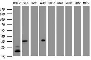 Image no. 3 for anti-Jun Proto-Oncogene (JUN) antibody (ABIN1498944) (C-JUN anticorps)