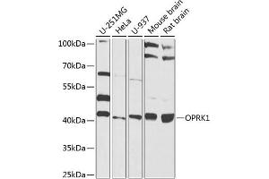 Western blot analysis of extracts of various cell lines, using OPRK1 antibody (ABIN6129425, ABIN6145044, ABIN6145046 and ABIN6224320) at 1:1000 dilution. (OPRK1 anticorps  (AA 1-60))