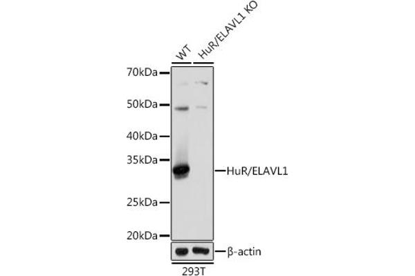 ELAVL1 anticorps