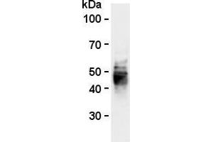 Western blot analysis of mouse CD63 expression in BMMCs (mouse bone marrow-derived mast cells) using anti-mouse CD63 (clone R5G2, AM26556AF-N). (CD63 anticorps)