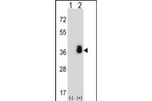 Western blot analysis of SFRS1 (arrow) using rabbit polyclonal SFRS1 Antibody (N-term) (ABIN652256 and ABIN2841067). (SRSF1 anticorps  (N-Term))