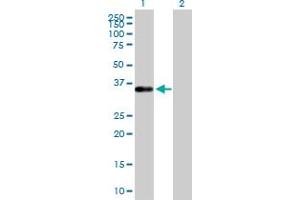 Lane 1: TEAD4 transfected lysate ( 34. (TEAD4 293T Cell Transient Overexpression Lysate(Denatured))