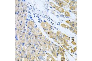Immunohistochemistry of paraffin-embedded mouse stomach using CASP9 antibody. (Caspase 9 anticorps)