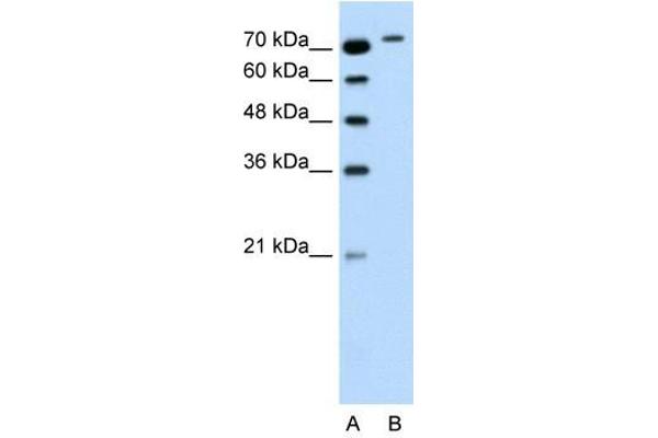 RHOBTB1 anticorps  (Middle Region)