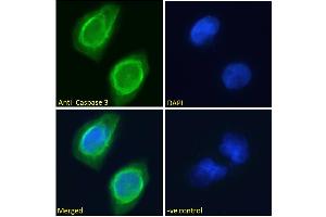 ABIN768625 Immunofluorescence analysis of paraformaldehyde fixed U251 cells, permeabilized with 0. (Caspase 3 anticorps  (Internal Region))