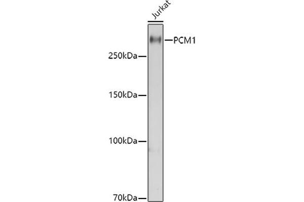 PCM1 anticorps  (AA 1-260)