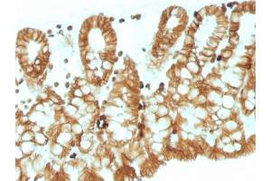 IHC testing of FFPE mouse colon tissue with EpCAM antibody. (EpCAM anticorps  (Cytoplasmic Domain))