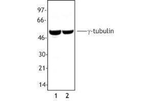 Western Blotting (WB) image for anti-Tubulin, gamma (TUBG) antibody (ABIN2666216) (gamma Tubulin anticorps)