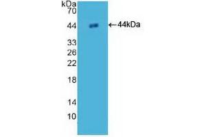 Detection of Recombinant H2AFZ, Human using Polyclonal Antibody to H2A Histone Family, Member Z (H2AFZ) (H2AFZ anticorps  (AA 2-128))