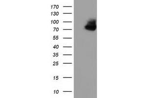 HEK293T cells were transfected with the pCMV6-ENTRY control (Left lane) or pCMV6-ENTRY OSBPL11 (Right lane) cDNA for 48 hrs and lysed. (OSBPL11 anticorps)