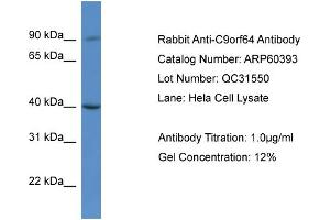 Western Blotting (WB) image for anti-Chromosome 9 Open Reading Frame 64 (C9orf64) (C-Term) antibody (ABIN786154) (C9orf64 anticorps  (C-Term))