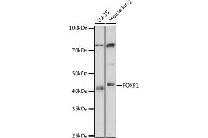 Western blot analysis of extracts of various cell lines, using FOXF1 antibody (ABIN7267234) at 1:1000 dilution. (FOXF1 anticorps)