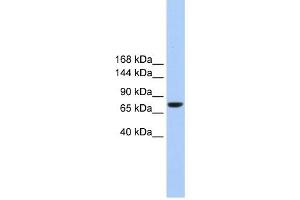 Tmc2 anticorps  (Middle Region)