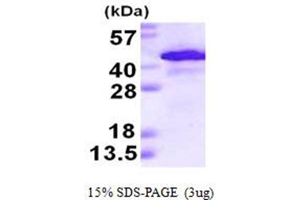 ADH1A Protein (AA 1-375) (His tag)