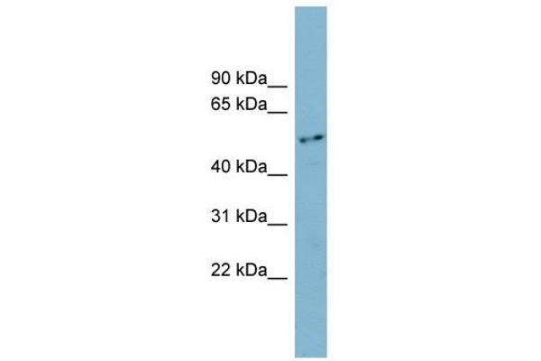 FAM90A1 anticorps  (N-Term)