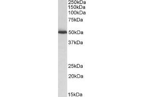 ABIN571181 (0. (ALDH2 anticorps  (Internal Region))