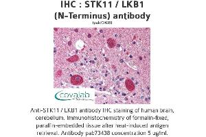 Image no. 2 for anti-serine/threonine Kinase 11 (STK11) antibody (ABIN1739721) (LKB1 anticorps)