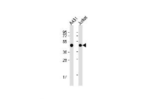Western Blot at 1:1000 dilution Lane 1: A431 whole cell lysate Lane 2: Jurkat whole cell lysate Lysates/proteins at 20 ug per lane. (PA2G4 anticorps  (AA 228-255))