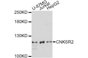 Western blot analysis of extracts of various cell lines, using CNKSR2 antibody (ABIN6294043) at 1:1000 dilution. (CNKSR2 anticorps)