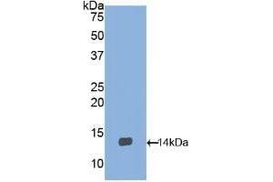 Detection of Recombinant BDNF, Gallus using Polyclonal Antibody to Brain Derived Neurotrophic Factor (BDNF) (BDNF anticorps  (AA 134-238))