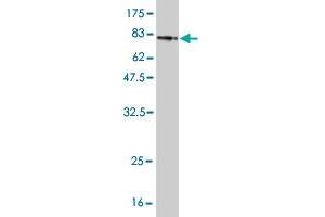 Western Blotting (WB) image for anti-SMAD, Mothers Against DPP Homolog 1 (SMAD1) (AA 1-465) antibody (ABIN517610)