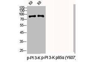 Western Blot analysis of KB cells using Phospho-PI 3-kinase p85α (Y607) Polyclonal Antibody (PIK3R1 anticorps  (pTyr607))