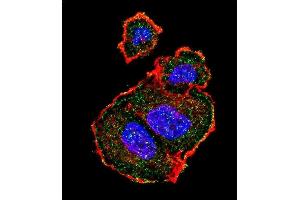 Confocal immunofluorescent analysis of Phospho-TSC2-p Antibody (ABIN389800 and ABIN2839696) with MCF-7 cell followed by Alexa Fluor 488-conjugated goat anti-rabbit lgG (green). (Tuberin anticorps  (pSer939))