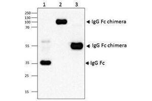 Western Blotting (WB) image for Mouse anti-Human IgG (Fc Region) antibody (ABIN2667294) (Souris anti-Humain IgG (Fc Region) Anticorps)