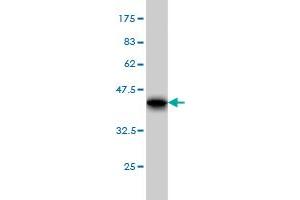 Western Blotting (WB) image for anti-Ribosomal Protein L4 (RPL4) (AA 251-350) antibody (ABIN562688)