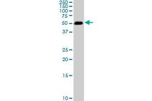 Western Blotting (WB) image for anti-SMAD, Mothers Against DPP Homolog 1 (SMAD1) (AA 1-465) antibody (ABIN517610)