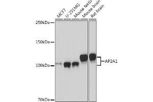 Western blot analysis of extracts of various cell lines, using  Rabbit mAb (ABIN1681069, ABIN3018897, ABIN3018898 and ABIN7101684) at 1:1000 dilution. (alpha Adaptin anticorps)