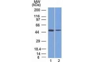 Western blot testing of human 1) MCF7 (breast) and 2) PC3 (prostate) cell lysate with FOXA1 antibody (clone FOXA1/1512). (FOXA1 anticorps  (AA 372-472))