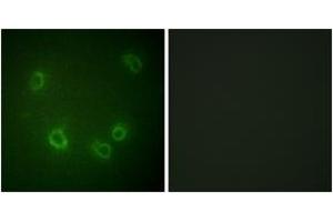 Immunofluorescence analysis of COS7 cells, using Nonvoltage-gated Sodium Channel 1 (Phospho-Thr615) Antibody. (Nonvoltage-Gated Sodium Channel 1 (AA 581-630), (pThr615) anticorps)